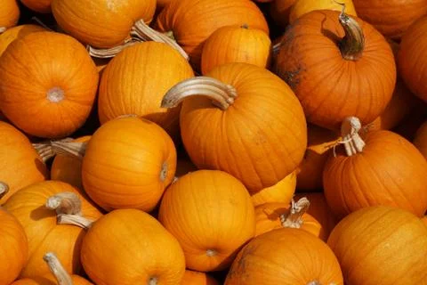 Pumpkin background Stock Photos