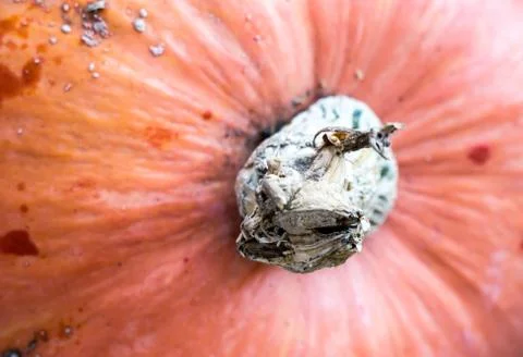 Pumpkin background. Stock-Fotos