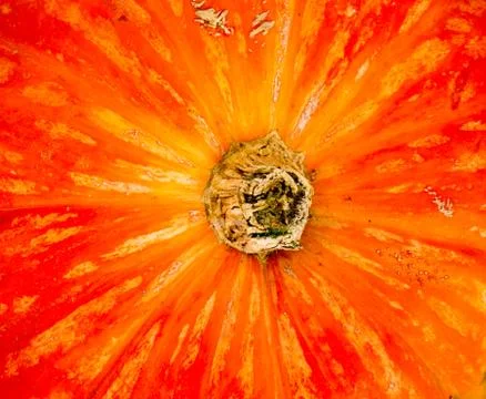 Pumpkin background. Stock-Fotos