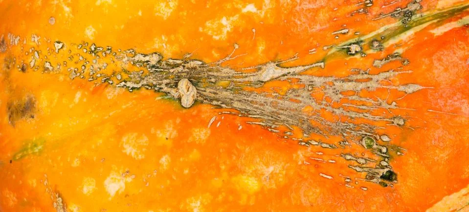 Pumpkin background. Stock-Fotos