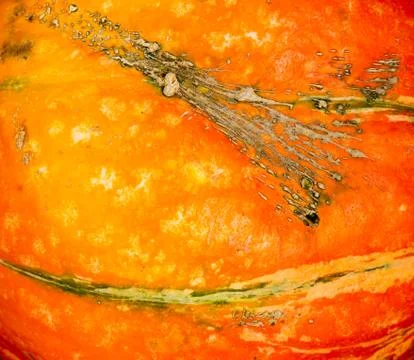 Pumpkin background. Foto stock