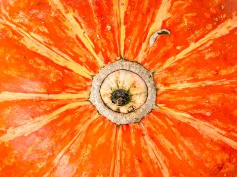 Pumpkin background. Stock-Fotos