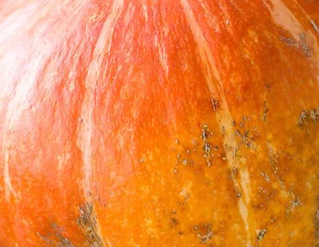 Pumpkin background. 스톡 사진