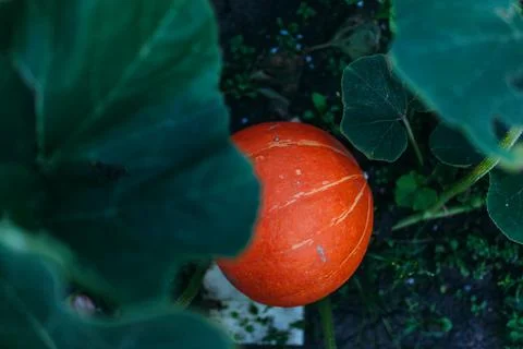 Pumpkin on a bed Stock Photos