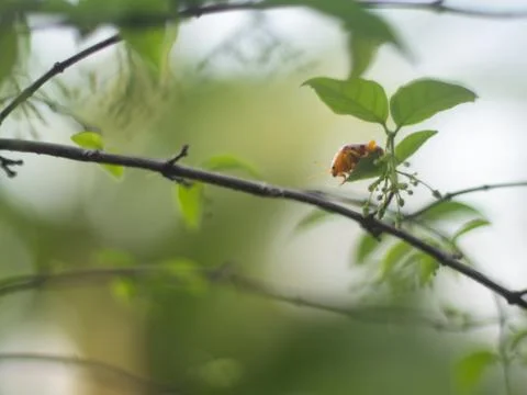 Pumpkin beetle Stock Photos