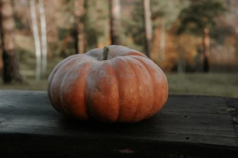 Pumpkin on a bench in the forest. Stock Photos