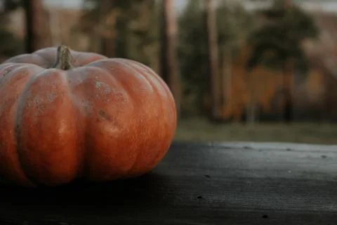 Pumpkin on a bench in the forest. Stock Photos