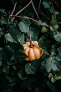 Pumpkin between leaves Fotos de archivo