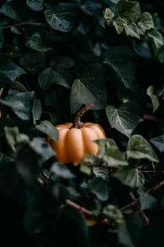 Pumpkin between leaves Fotos de archivo