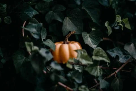 Pumpkin between leaves Fotos de archivo