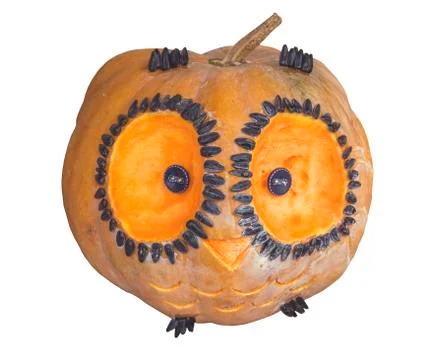 Pumpkin Bird isolated on white Stock Photos