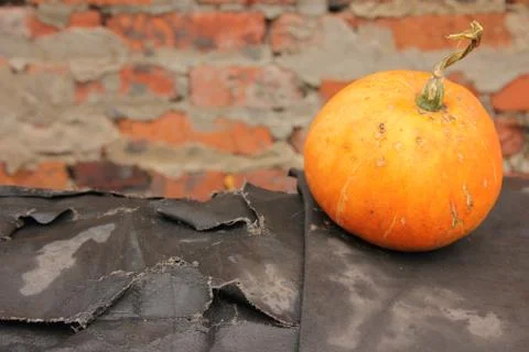 Pumpkin on a black background on a background of a brick wall. Autumn harvest Stock Photos