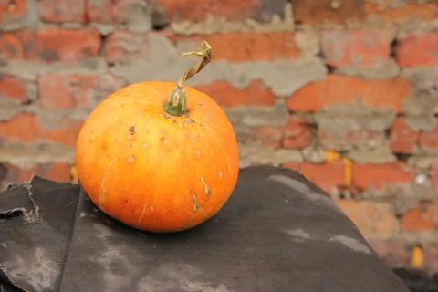 Pumpkin on a black background on a background of a brick wall. Autumn harvest Stock Photos
