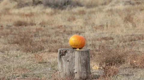 Pumpkin blasting gun explosion HD 0612 Stock Footage 12723808