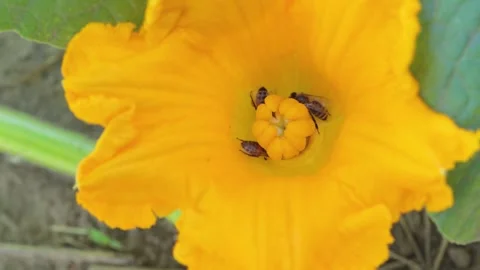 Pumpkin blossom. Bees pollinate pumpkin flowers. Growing pumpkin on a farm. Stock Footage 284962301