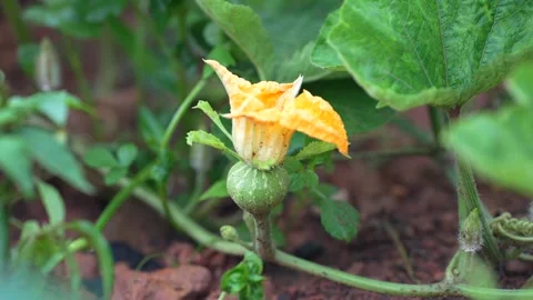 Pumpkin blossom Stock Footage 344706418