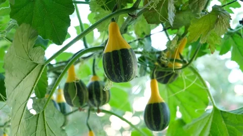 Pumpkin on the branch Stock Footage 294037804