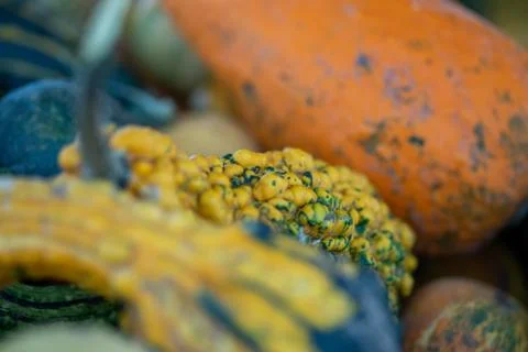 Pumpkin with bubbles on it Stock Photos