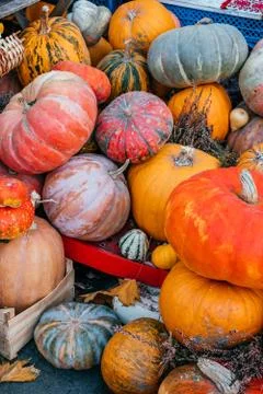 Pumpkin bunch background Stock Photos