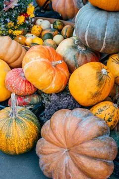 Pumpkin bunch background Stock Photos