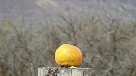 Pumpkin busting high power rifle gun slow HD 0321 Video stock 12724112