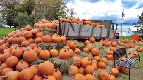 Pumpkin Cart Stock Footage 344611011