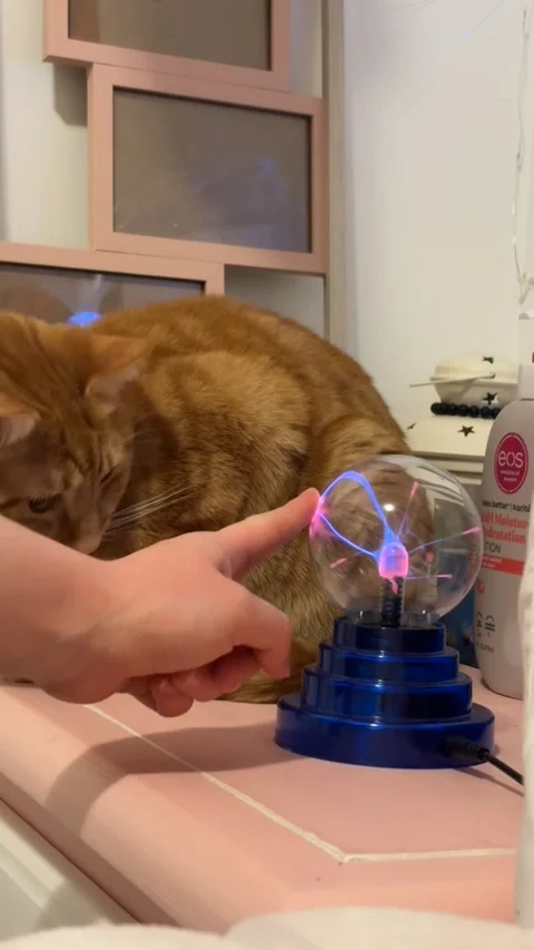 Pumpkin the Cat Is Entranced by a Plasma Orb, Vancouver Island, British Columbia Stockbeeldmateriaal 345527433