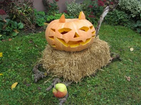 Pumpkin cat Foto stock