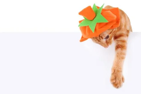 Pumpkin Cat Sign Stock Photos