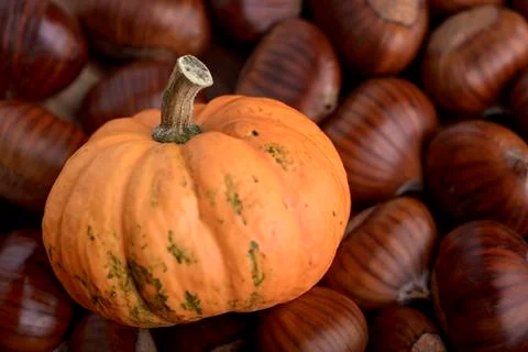 Pumpkin on chestnut Stock Photos