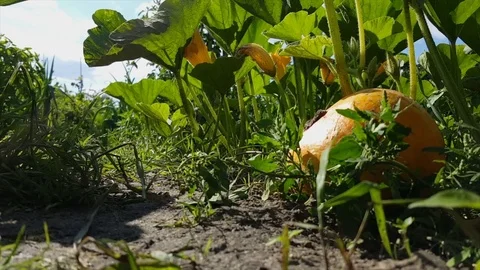 Pumpkin close up on ground under pumpkin plant, shade and sun, garden, soil Stock Footage