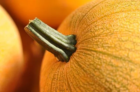 Pumpkin close up Foto stock