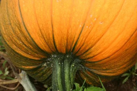 Pumpkin closeup Stock Photos