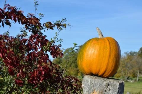 Pumpkin closeup Stock Photos