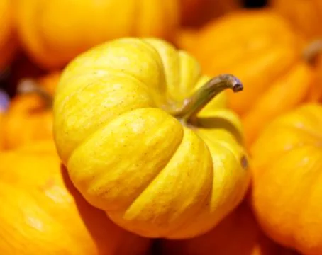 Pumpkin closeup Stock Photos