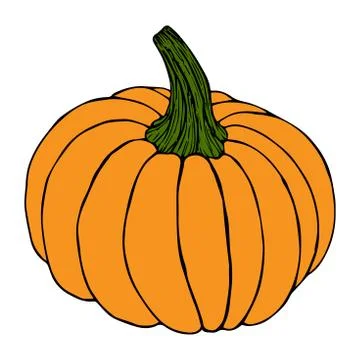 Pumpkin in color sketch black line isolated on white background Stock Illustration
