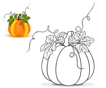 Pumpkin for coloring book vector Stock Illustration