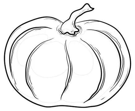Pumpkin, contours Stock Illustration