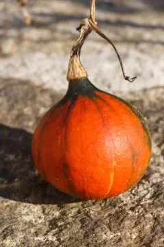 Pumpkin on the coping of a well Stock Photos