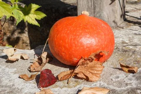 Pumpkin on the coping of a well Stock Photos