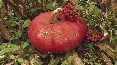 Pumpkin in corn Stock Footage 141820509