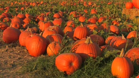 Pumpkin Corral Stock Footage
