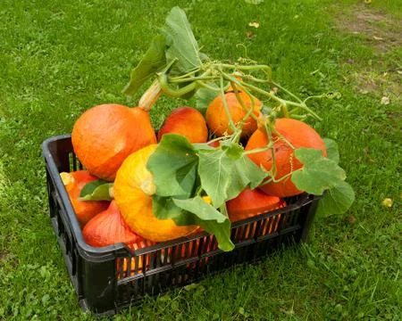 Pumpkin crate Foto stock
