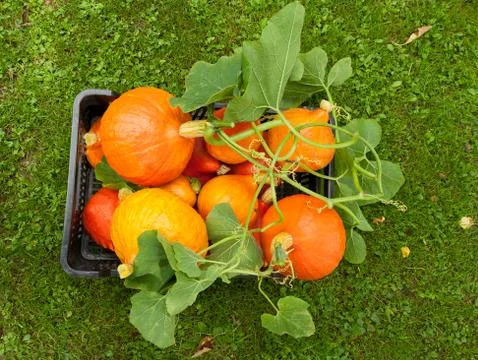 Pumpkin crate Foto stock