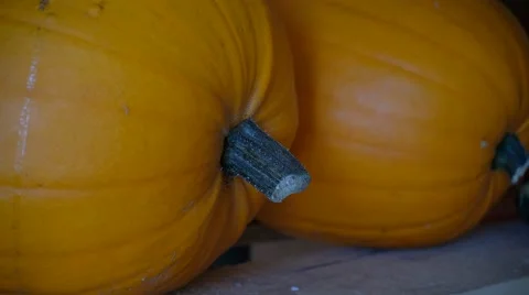Pumpkin crop harvested, close up Stock-Footage 67972733