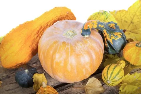 Pumpkin crop Stock Photos