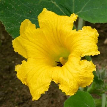 Pumpkin, Cucurbita maxima Stock Photos
