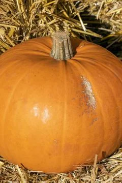 Pumpkin (cucurbita) Stock Photos