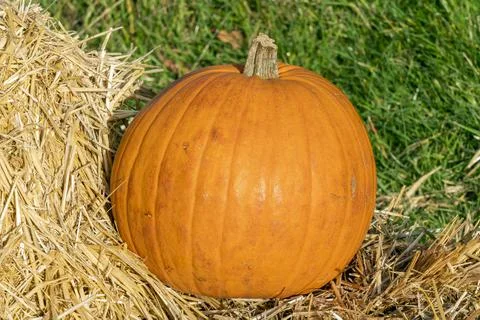 Pumpkin (cucurbita) Stock Photos