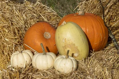 Pumpkin (cucurbita) Stockfoto's